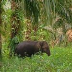 Sepulang menteri KLHK dari Air Sugian Gajah Mengamuk, 2 Warga Nyaris merenggang nyawa IMG-20250526-WA0003
