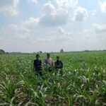 Rutin Cek Tanaman Jagung, Aipda Bayu Oktriandi Pastikan Tanaman Tumbuh Dengan Baik IMG-20250730-WA0009