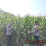 Pengecekan Lahan Jagung dalam Rangka Mendukung Swasembada Pangan di Desa Damarwulan